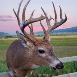 Hunting Montana avatar