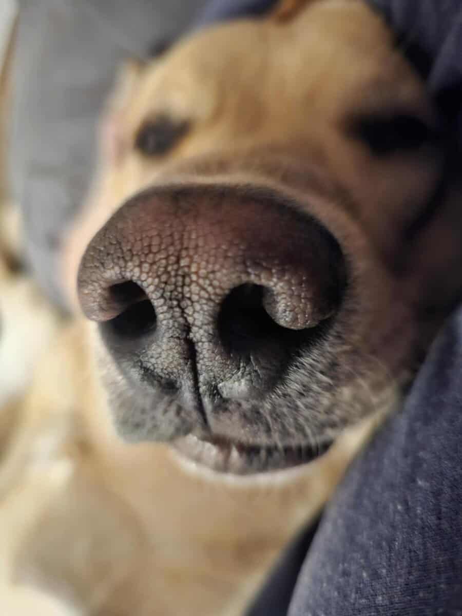 Yasharednose cover photo