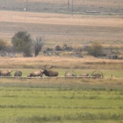 Elkslayer2001 avatar