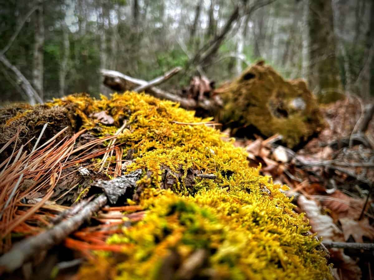 Th3Revreant cover photo