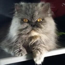 ShootSafeBigSky avatar