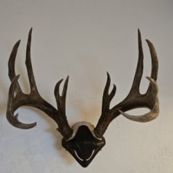 Tanner21 avatar