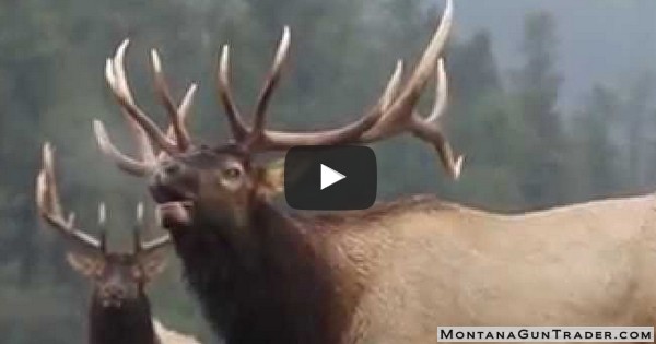 Watch: Hunt Right Montana – Take Pride in, Practice and Teach Good Hunter Ethics!