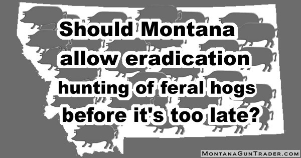98% of Voters in Poll Think Montana Should Support Unlimited Eradication Hunting of Feral Hogs